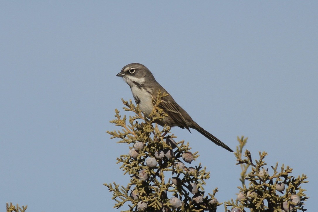 Bell's Sparrow (canescens) - ML641397628