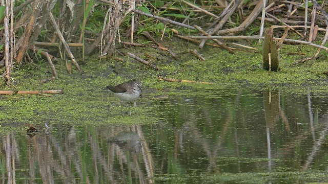 Einsiedelwasserläufer - ML641397643