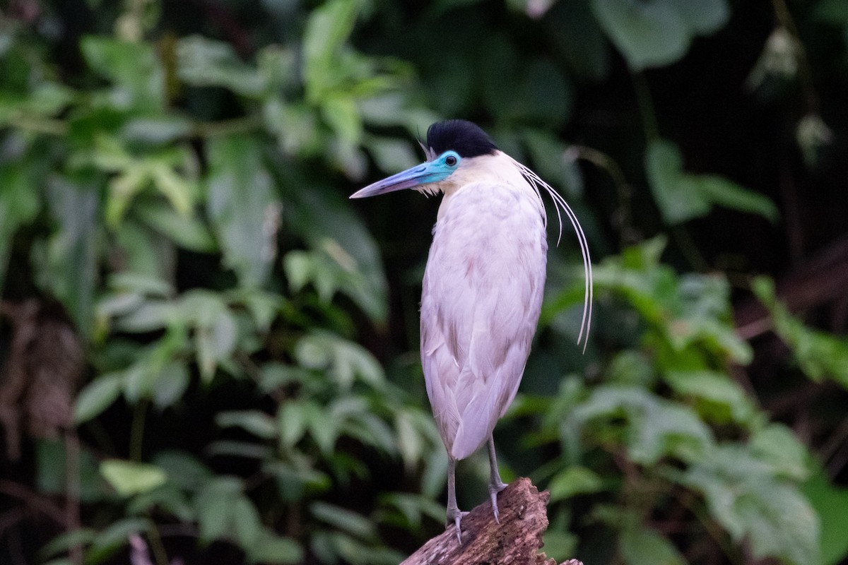 Capped Heron - ML641397645