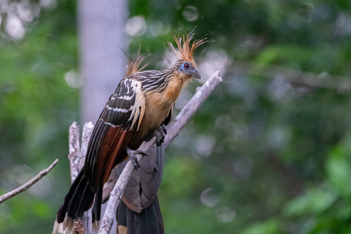 Hoatzin - ML641397649