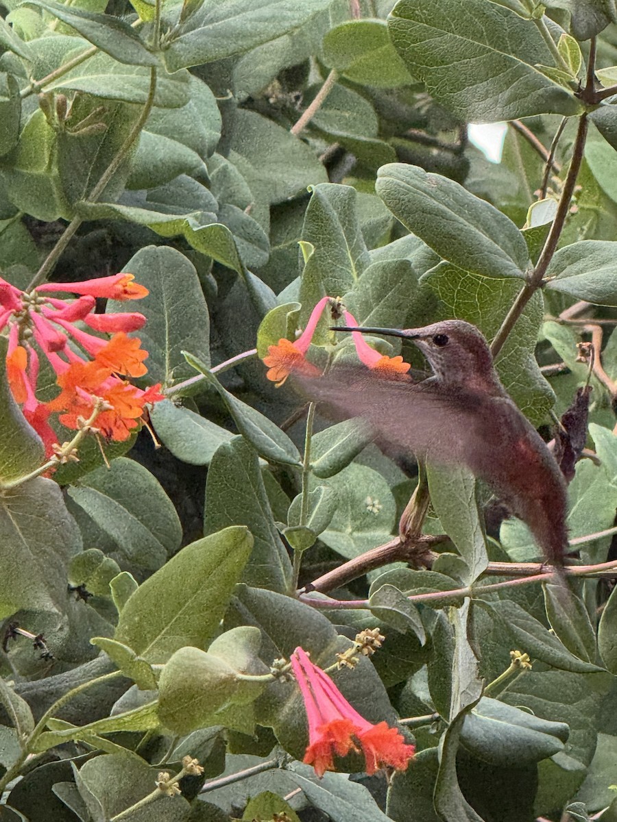 hummingbird sp. - ML641397655