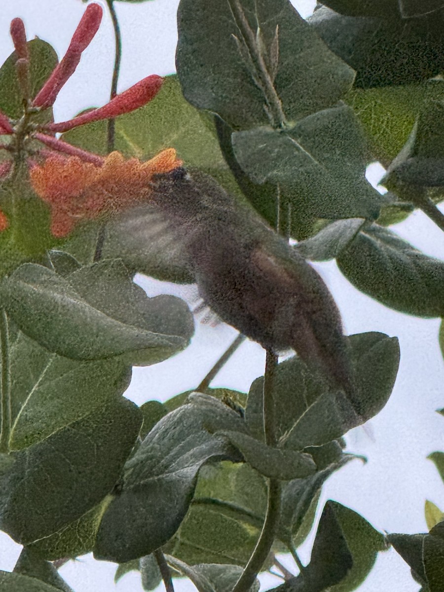 hummingbird sp. - ML641397656