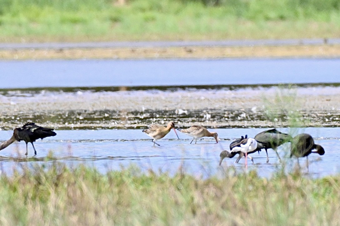 Black-tailed Godwit - ML641397673