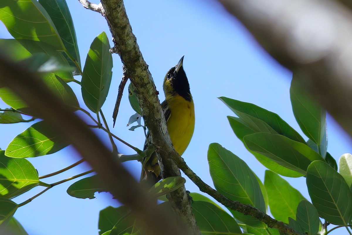 Orchard Oriole - ML641397680