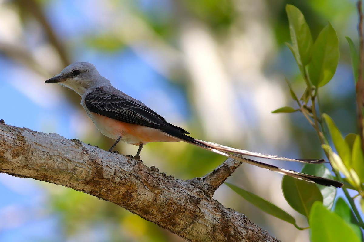Scissor-tailed Flycatcher - ML641397685