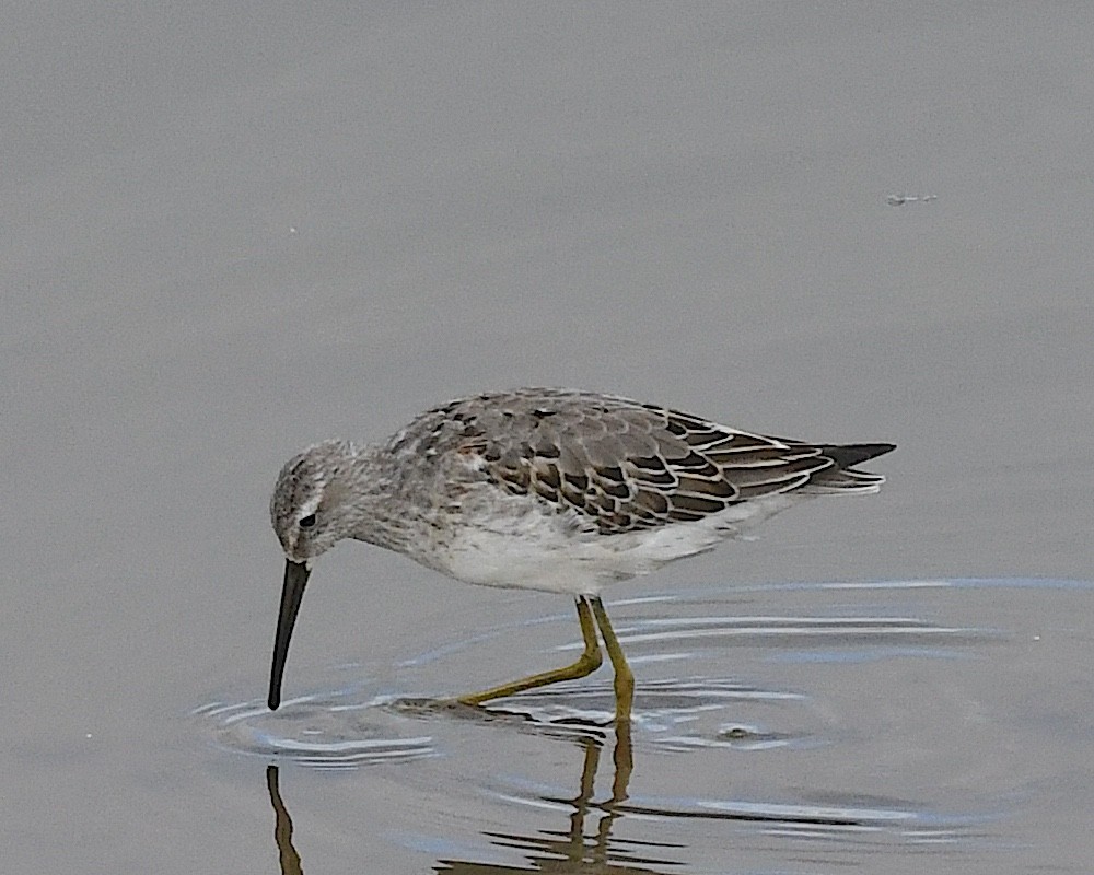 Stilt Sandpiper - ML641397689
