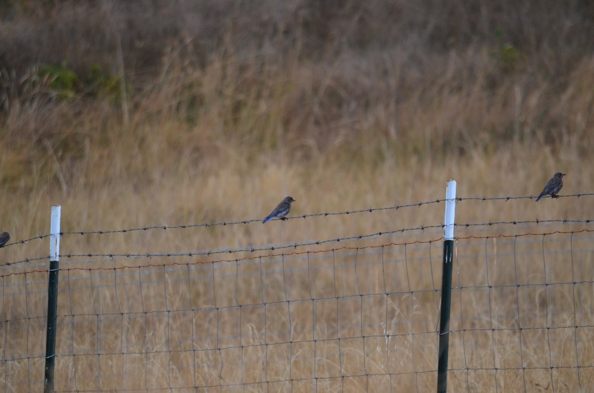 Western Bluebird - ML641397691