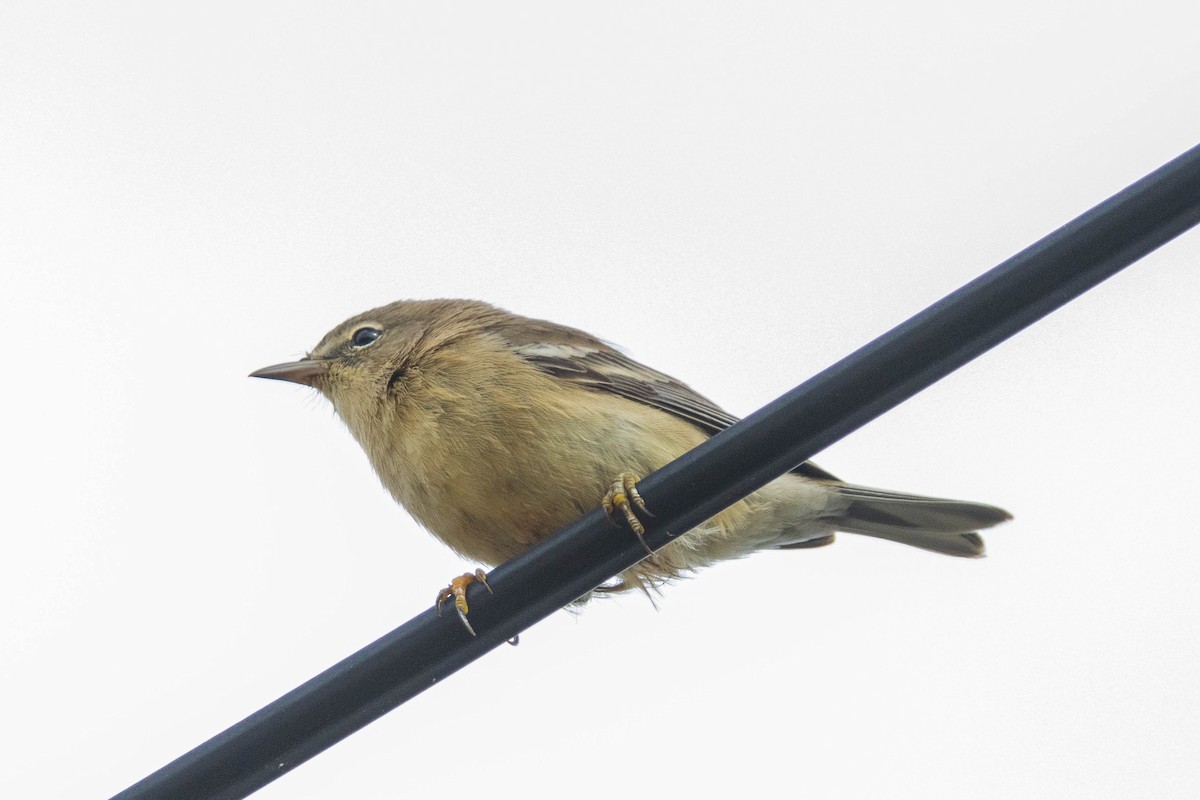 Pine Warbler - ML641397695