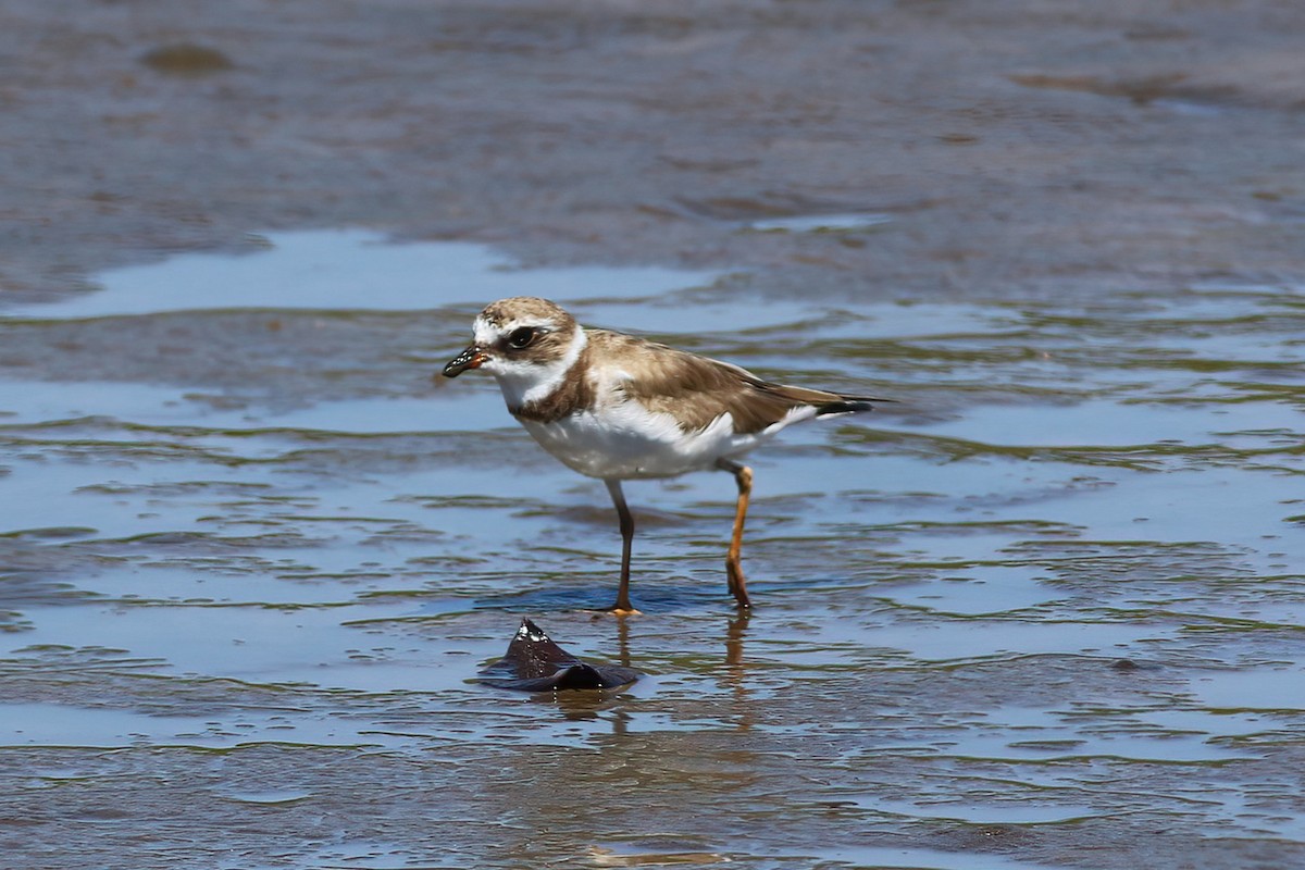 Semipalmated Plover - ML641397697