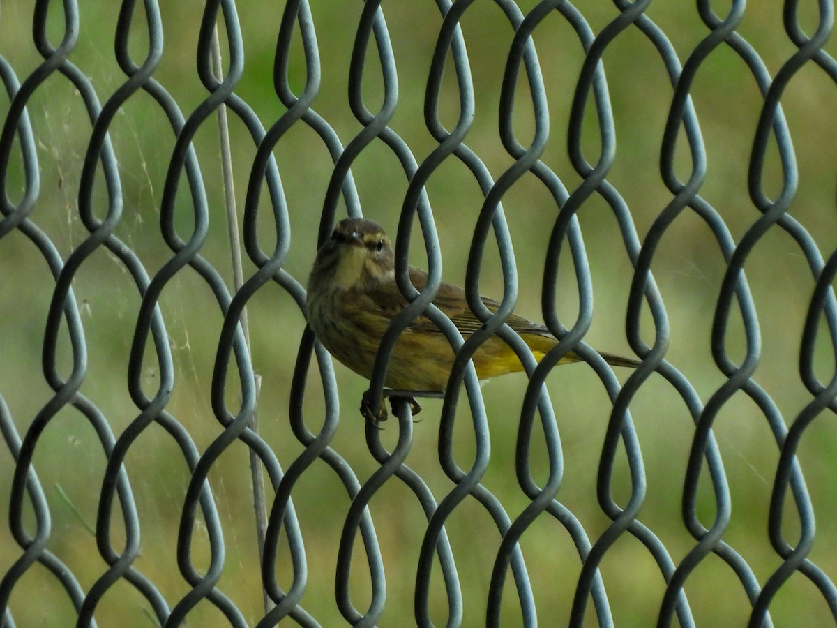 Palm Warbler - ML641397706