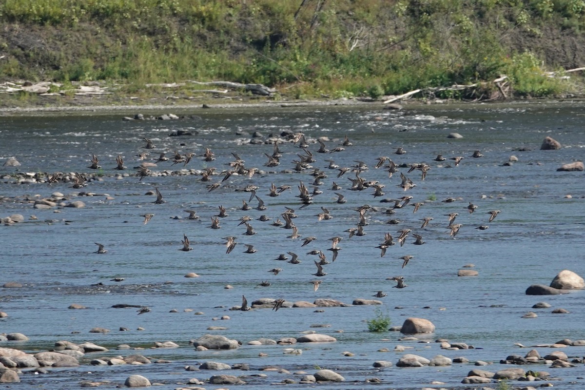 American Golden-Plover - ML641397709