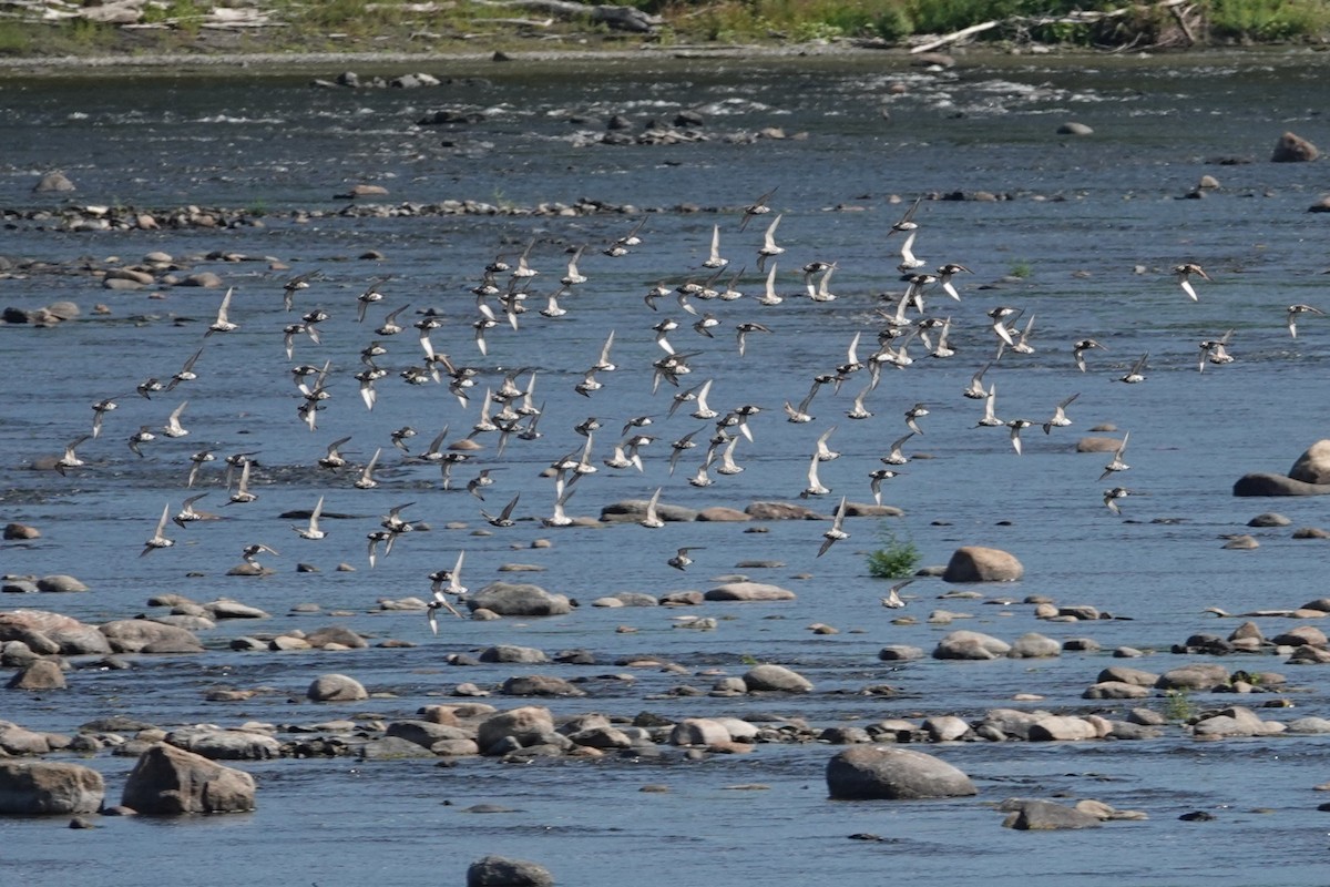 American Golden-Plover - ML641397710