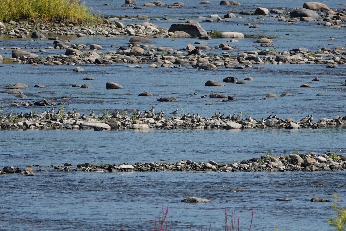 American Golden-Plover - ML641397711