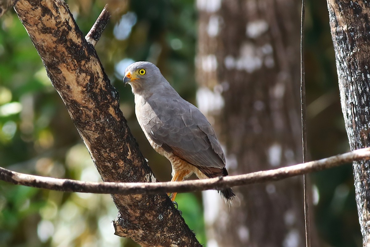 Roadside Hawk - ML641397720
