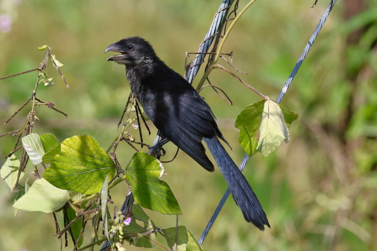 Smooth-billed Ani - ML641397722