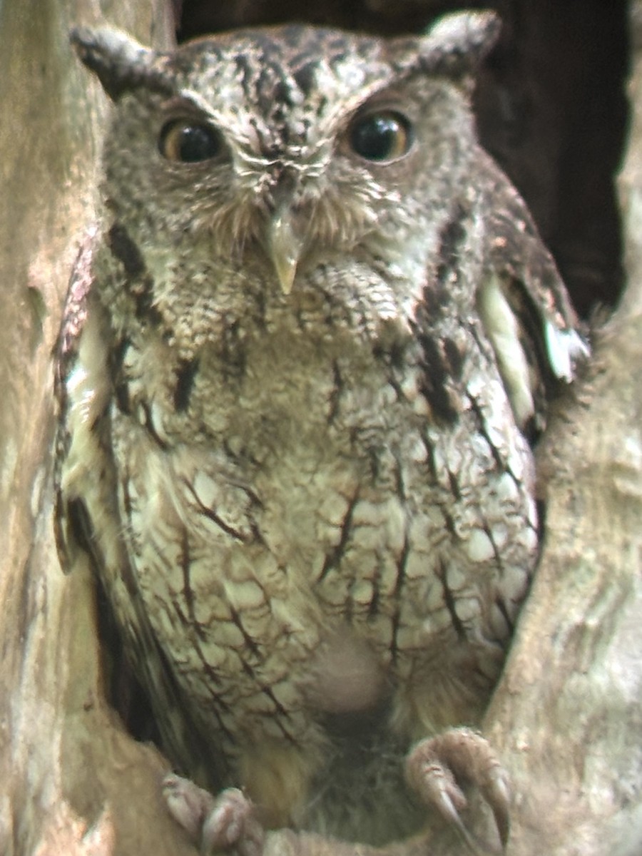 Pacific Screech-Owl - ML641397735