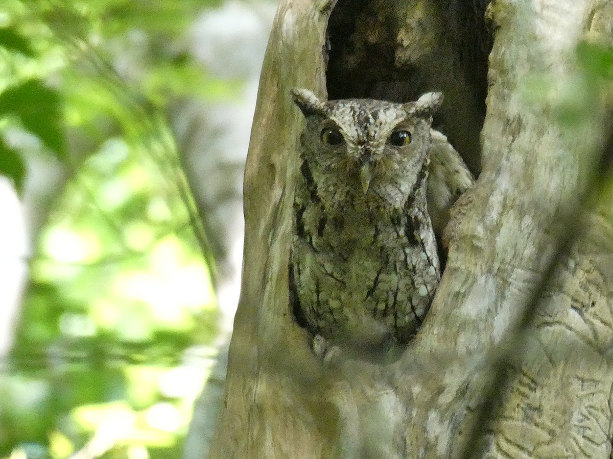 Pacific Screech-Owl - ML641397738