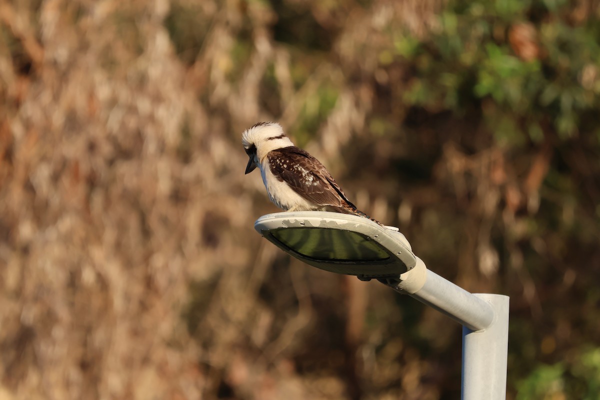 Laughing Kookaburra - ML641397741