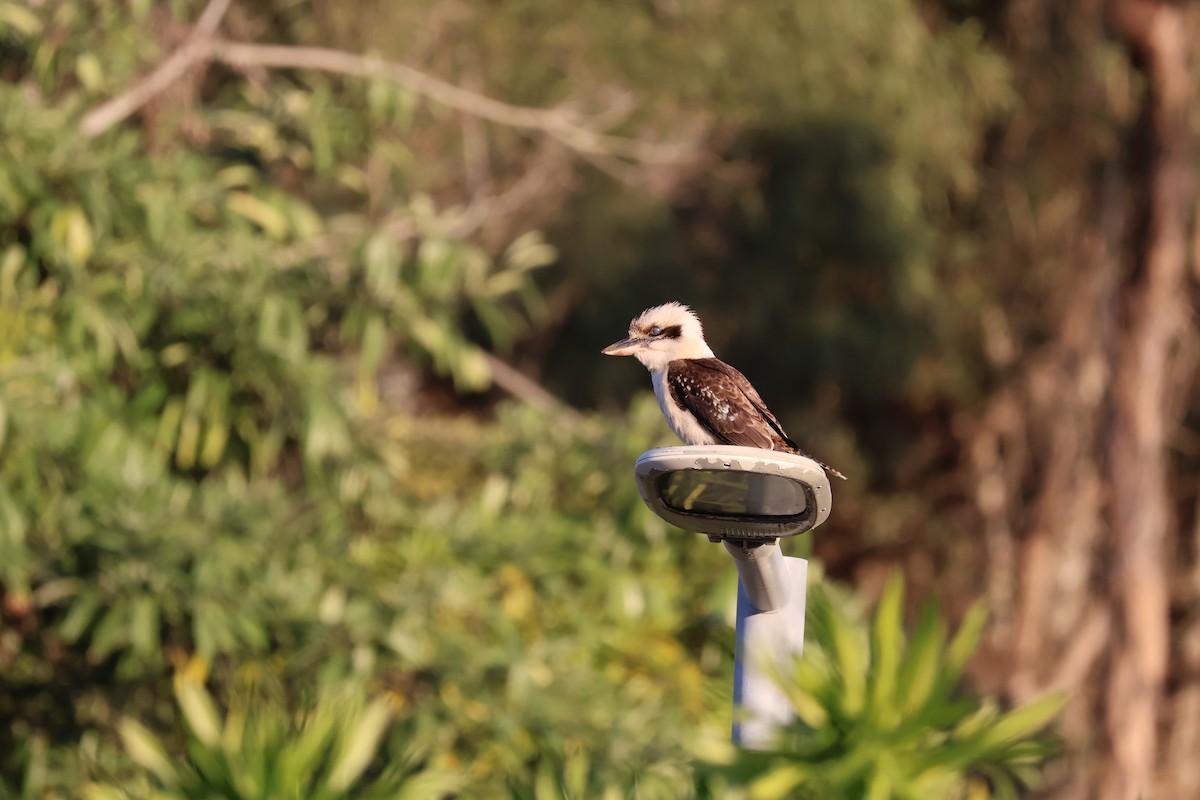 Laughing Kookaburra - ML641397742