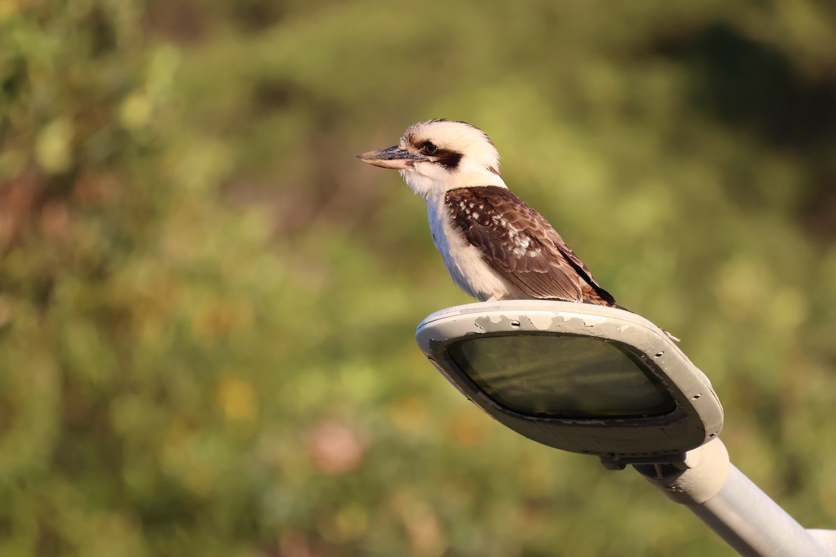 Laughing Kookaburra - ML641397743