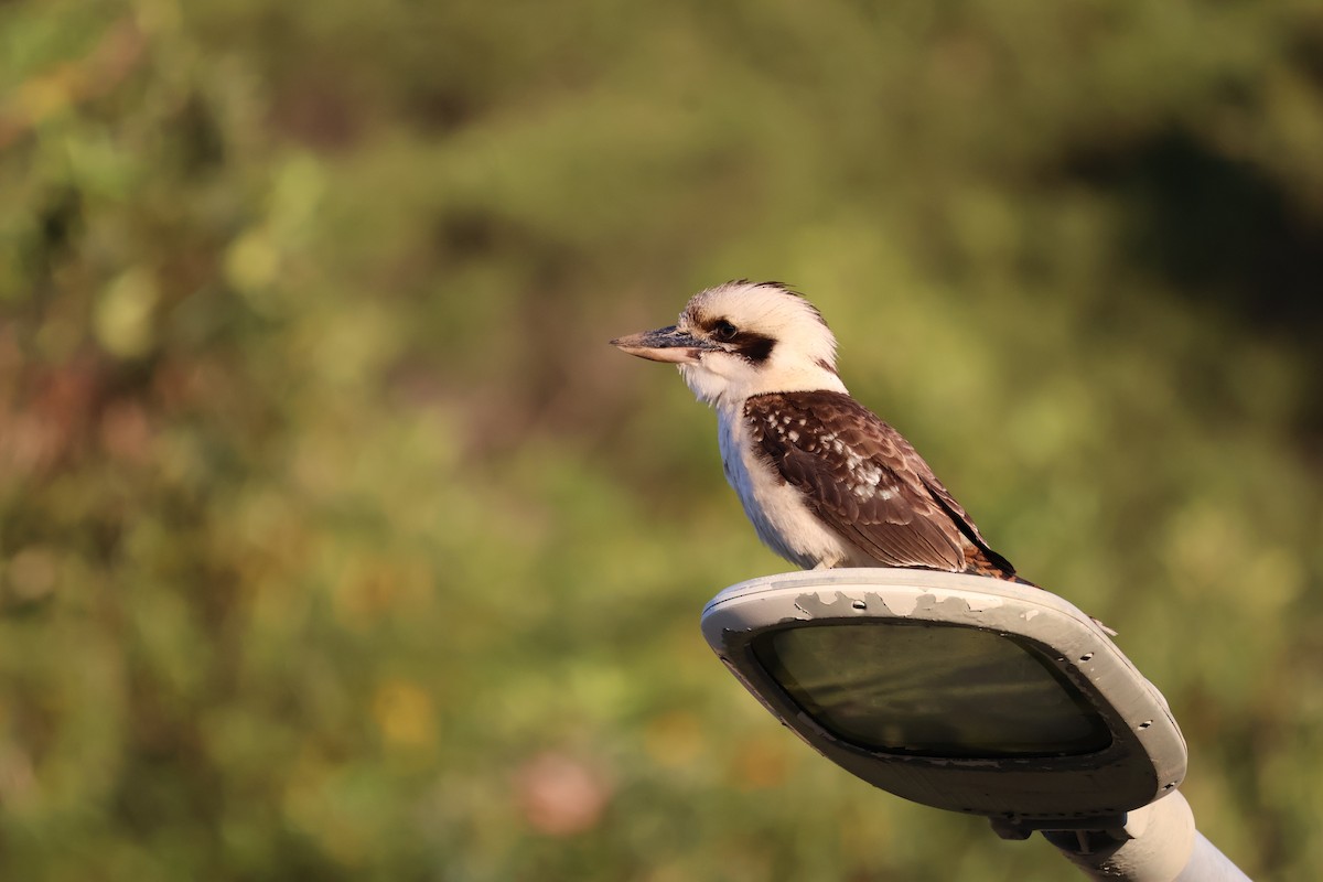 Laughing Kookaburra - ML641397745
