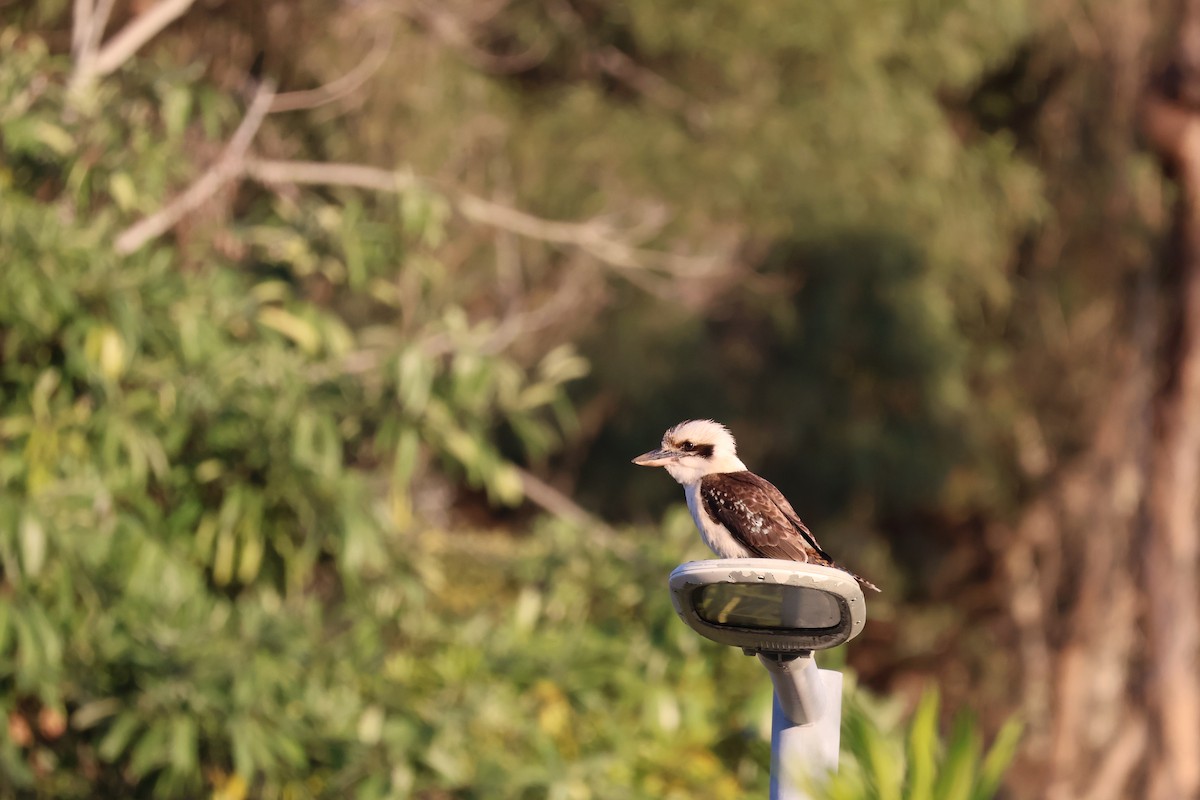 Laughing Kookaburra - ML641397746