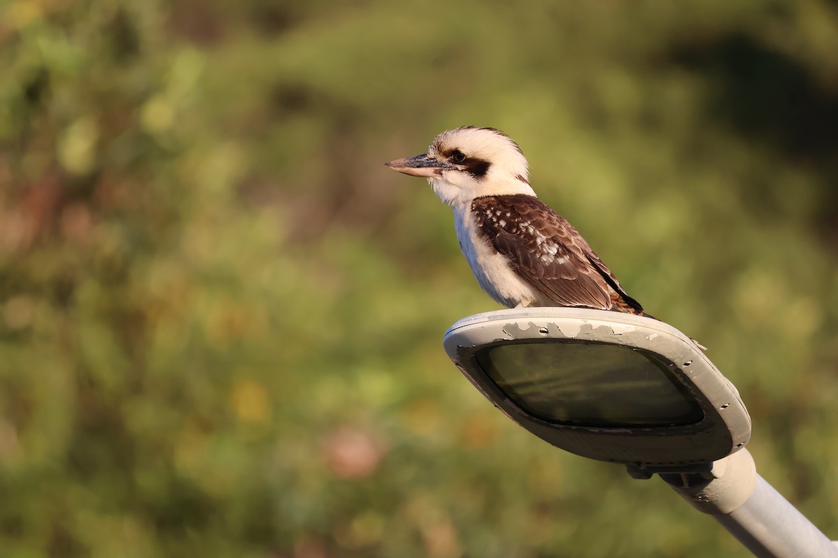 Laughing Kookaburra - ML641397747
