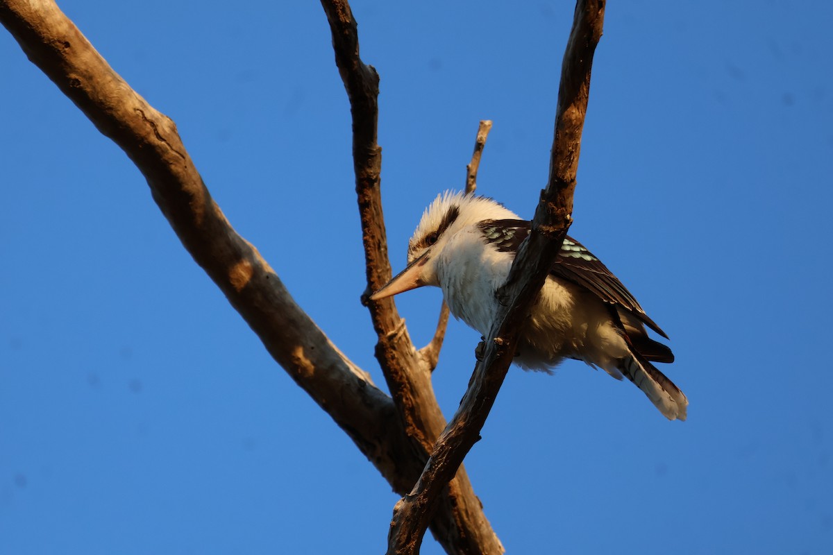 Laughing Kookaburra - ML641397754