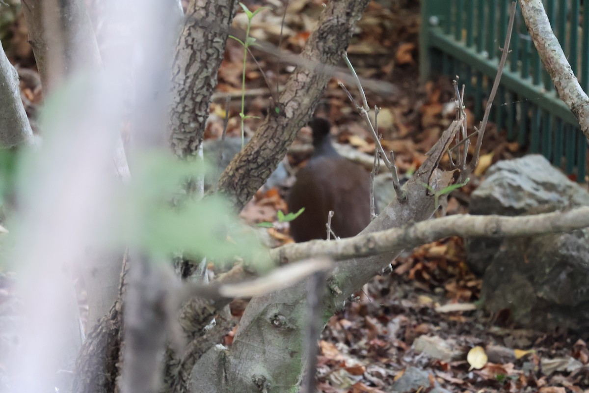 Orange-footed Megapode - ML641397758