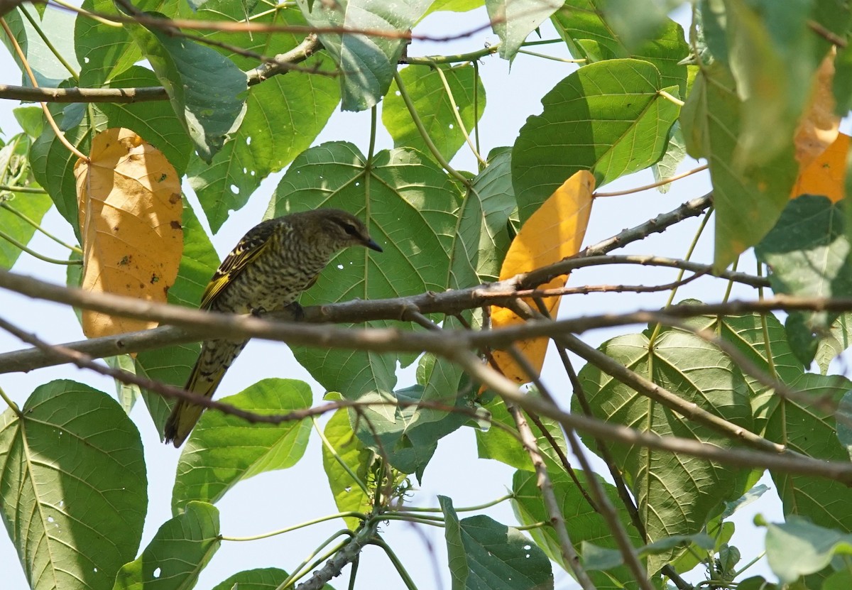 Red-shouldered Cuckooshrike - ML641397766