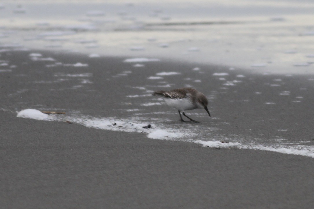 Western Sandpiper - ML641397785