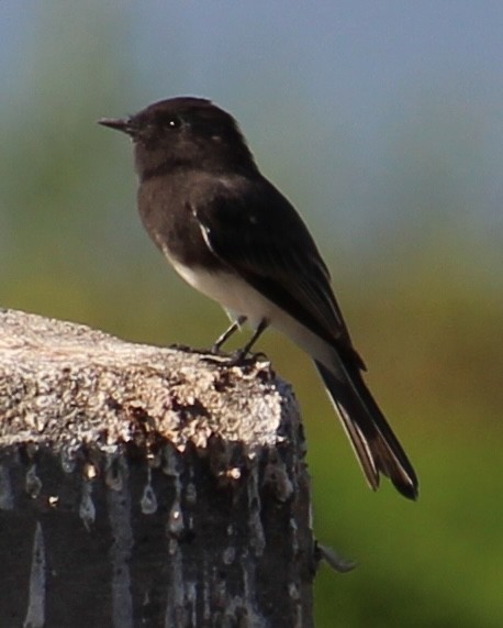 Black Phoebe - ML641397786