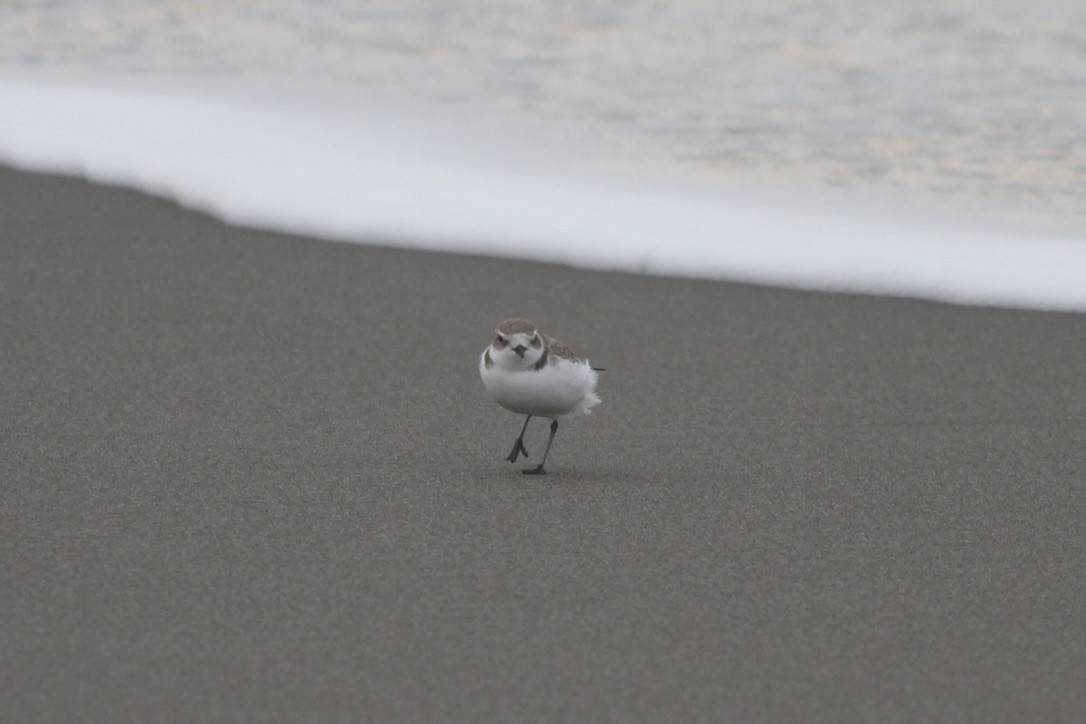 Snowy Plover - ML641397787