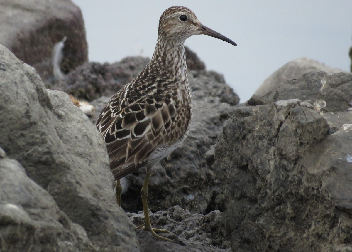 Орог элсэг - ML641397790