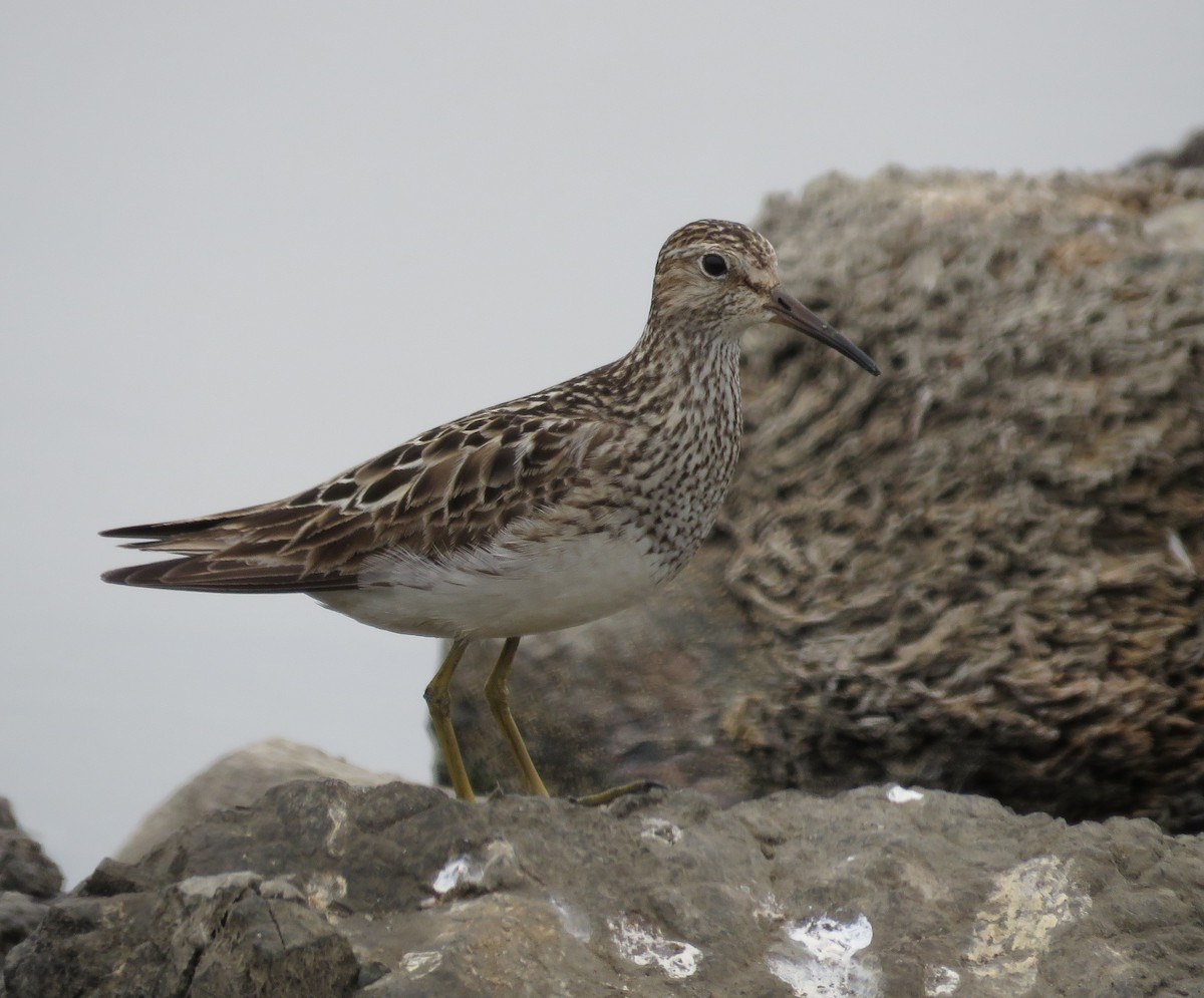 Орог элсэг - ML641397791