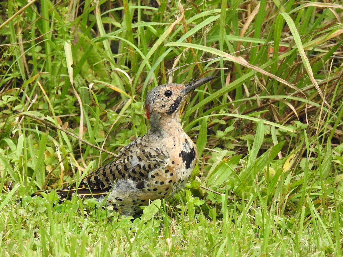 Northern Flicker - ML641397797