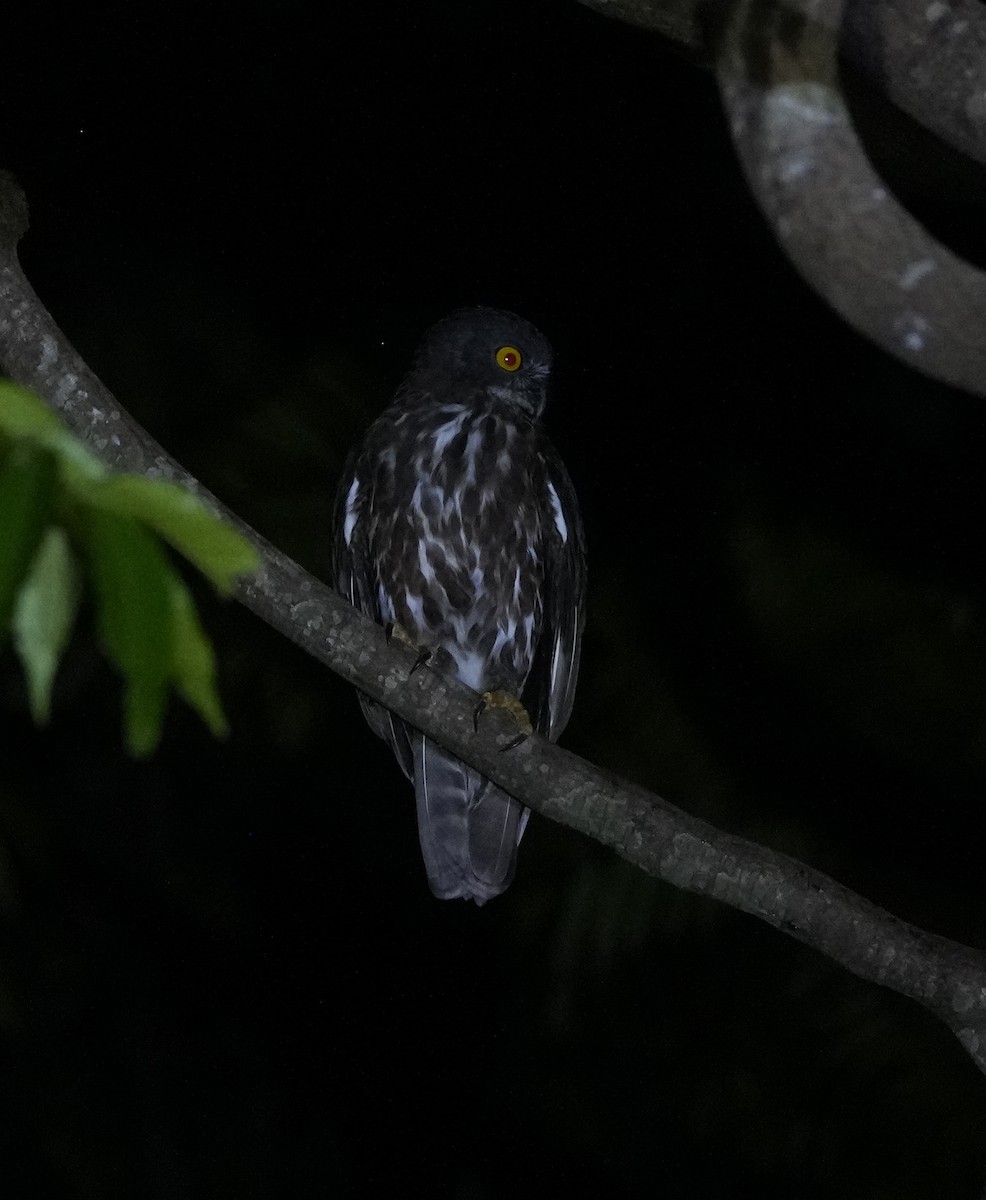 Chocolate Boobook - ML641397804