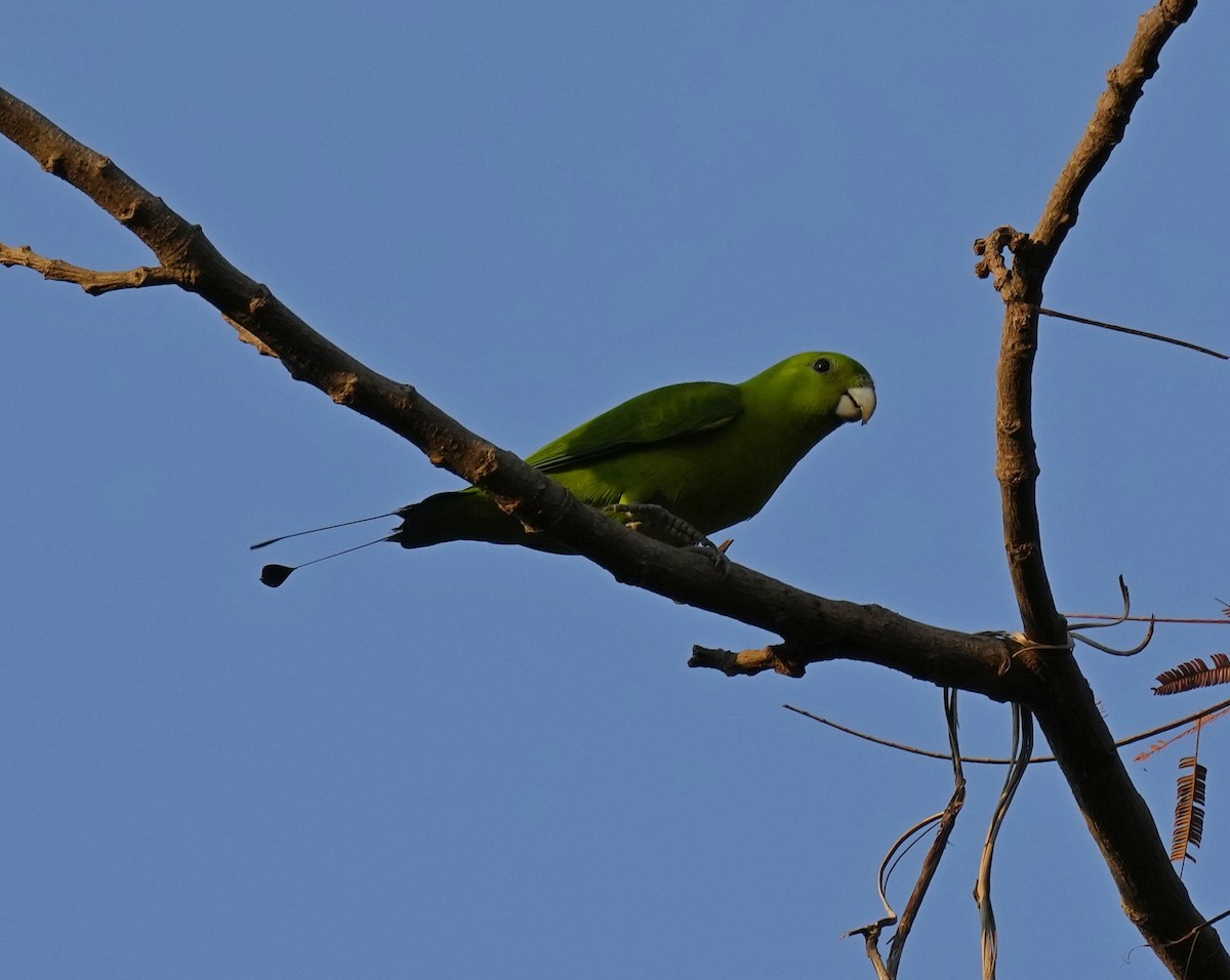 Green Racquet-tail - ML641397816