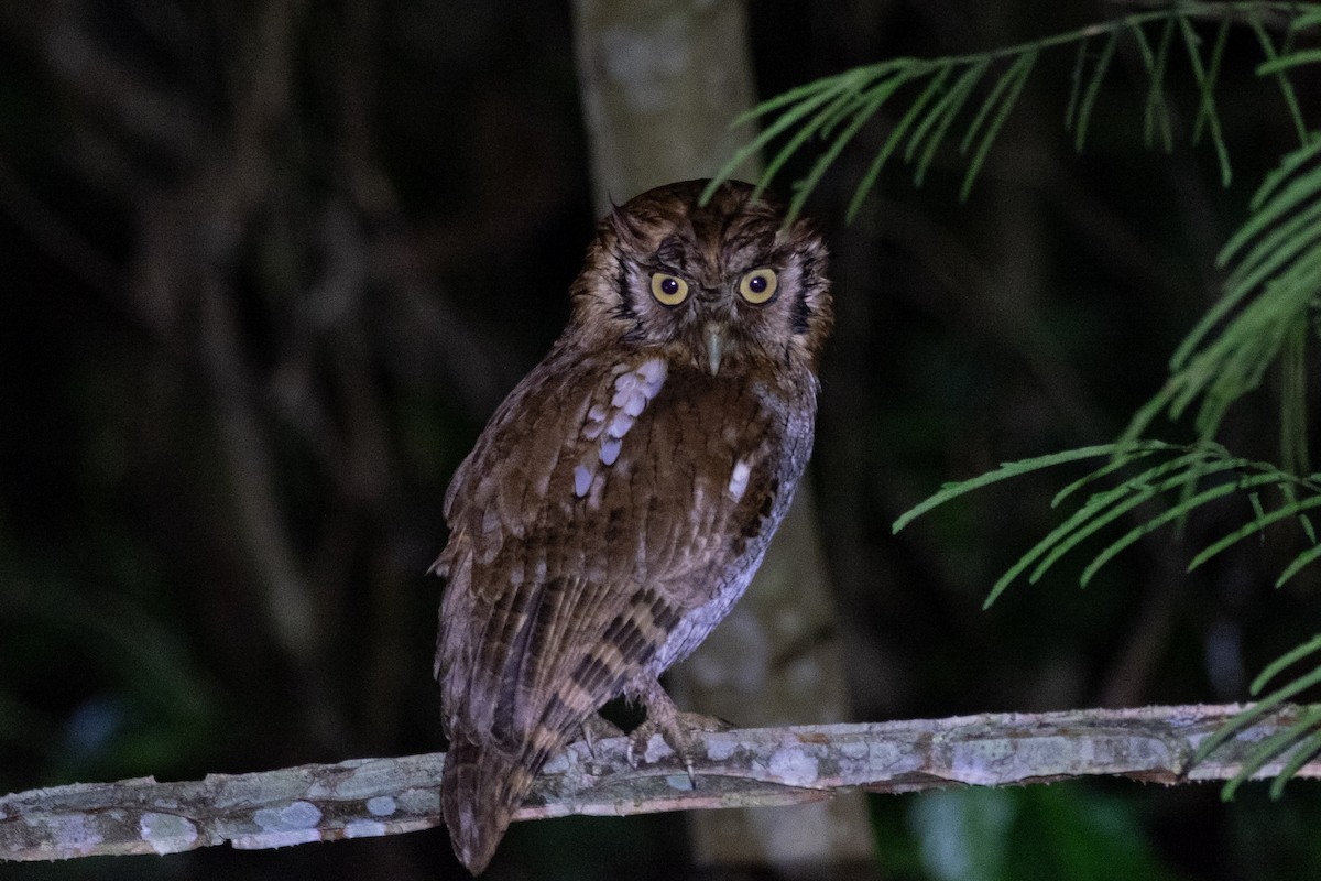 Tropical Screech-Owl - ML641397833