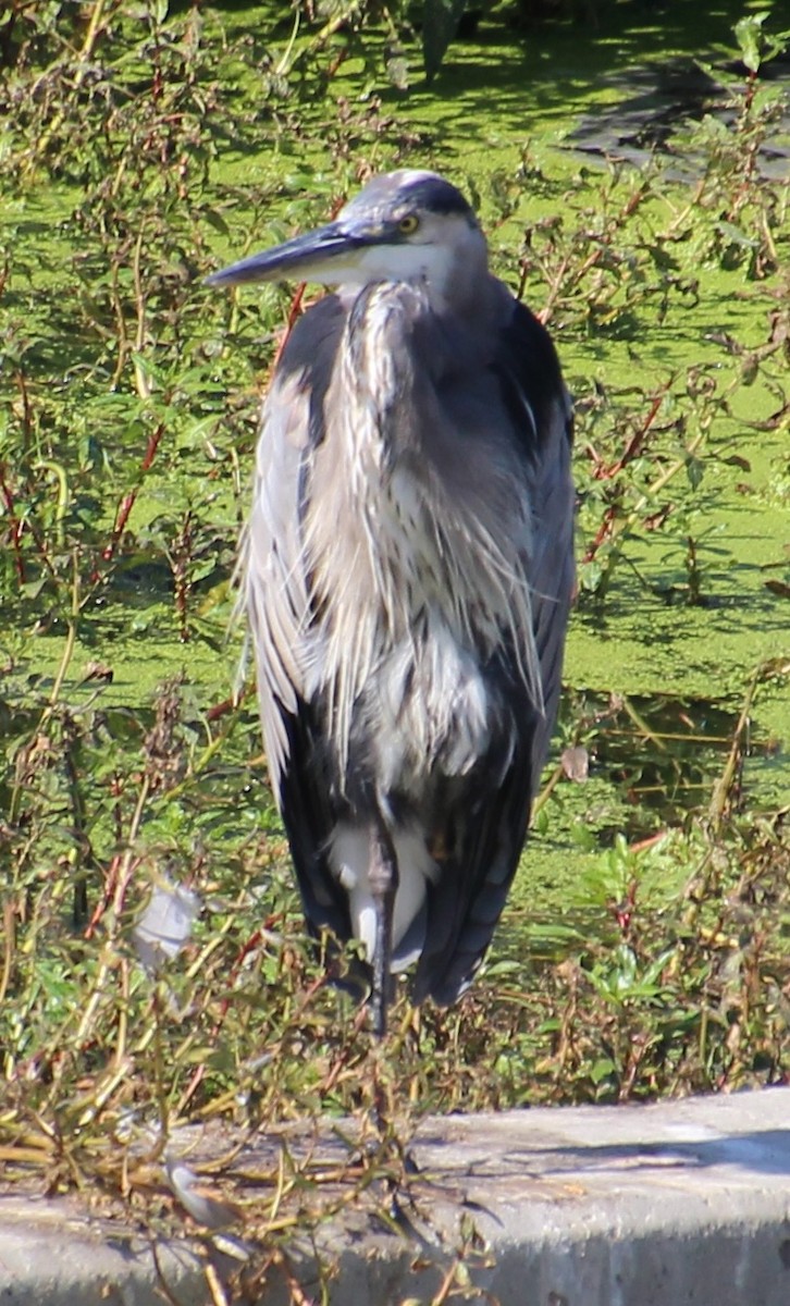 Great Blue Heron - ML641397835