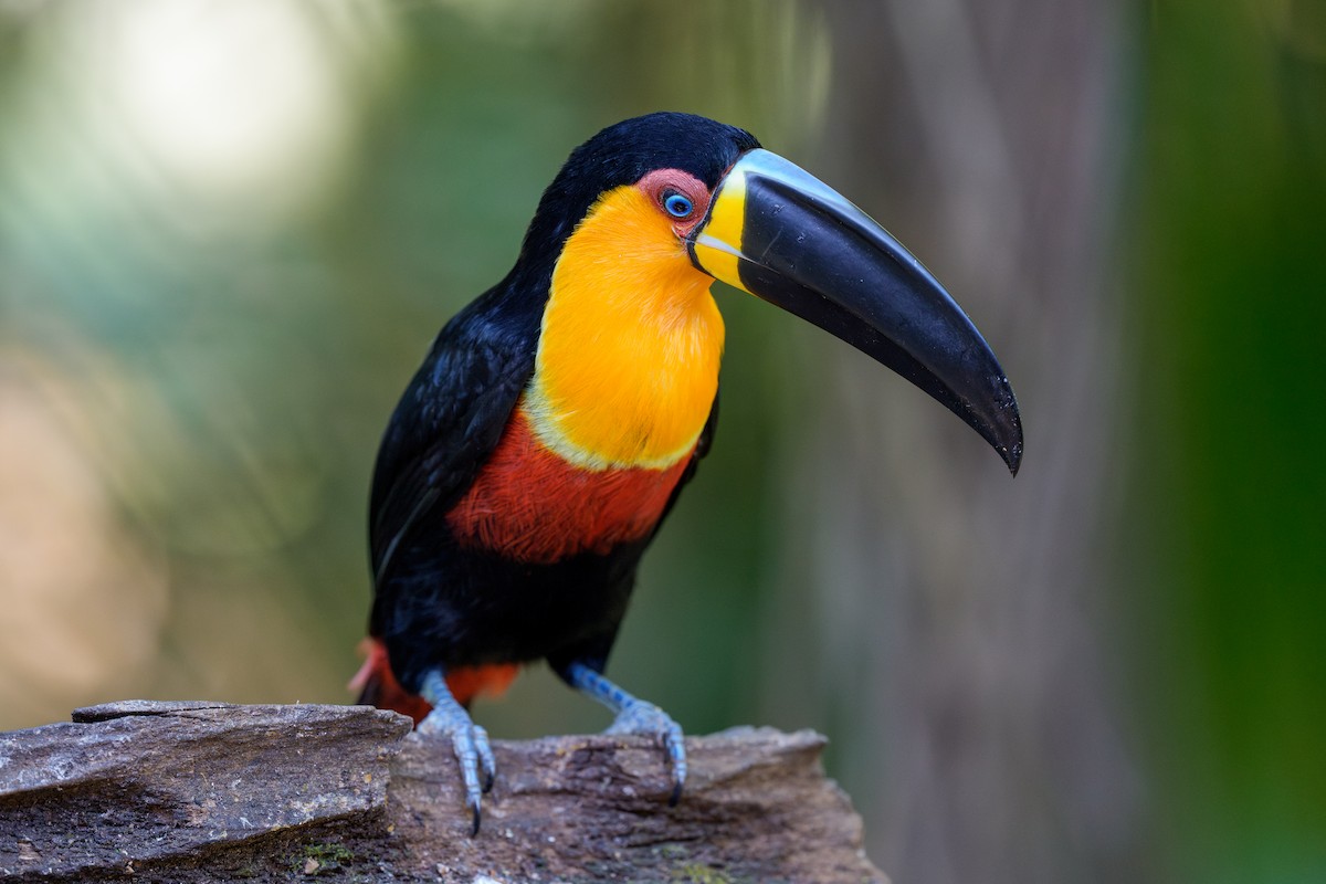 Channel-billed Toucan - ML641397845