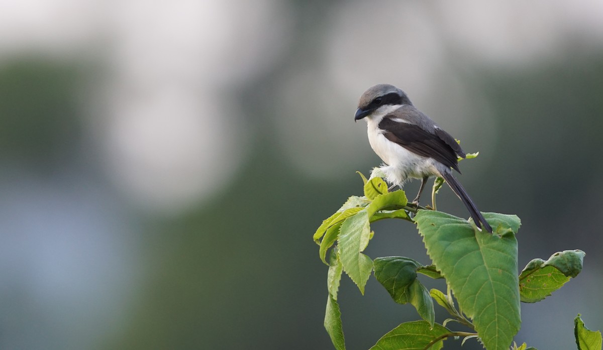 Mackinnon's Shrike - ML641397856