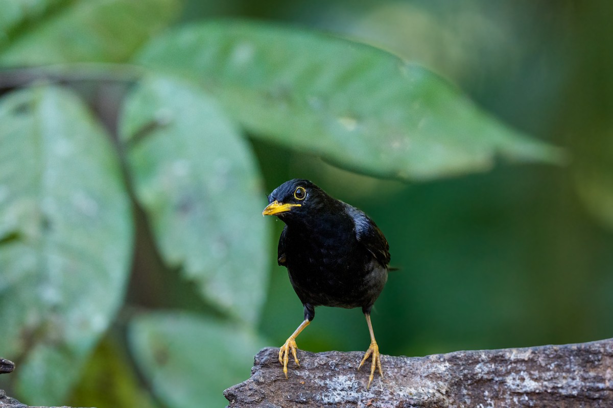 Yellow-legged Thrush - ML641397857