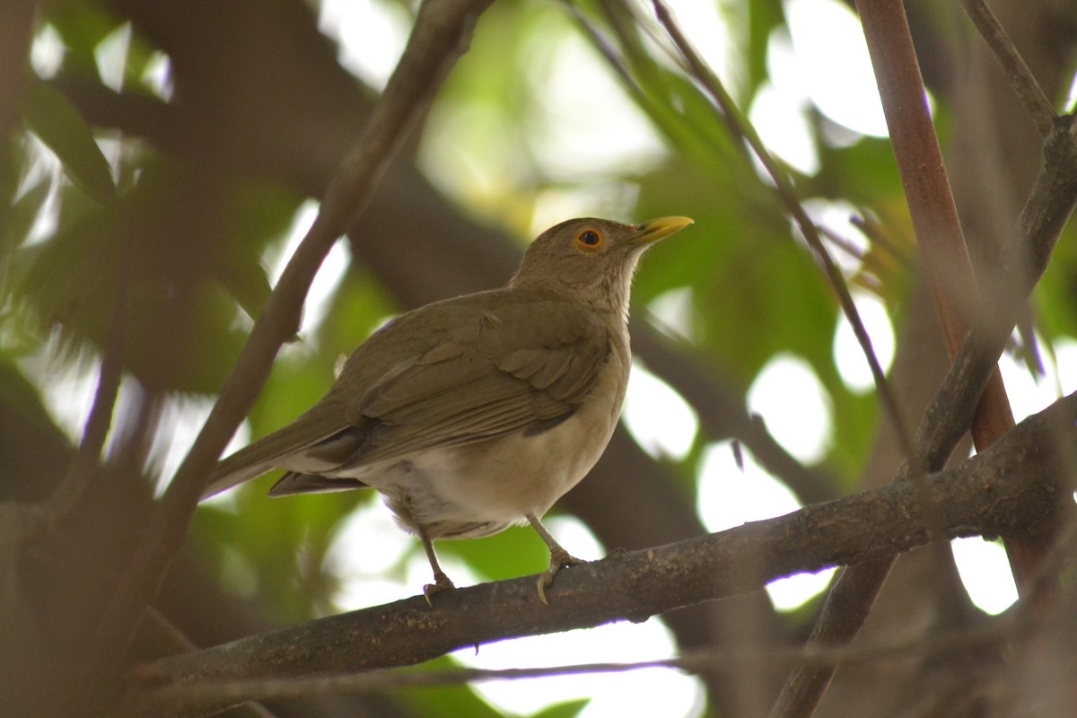 Ecuadorian Thrush - ML641397870