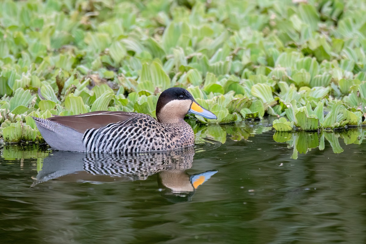 Silver Teal - ML641397879