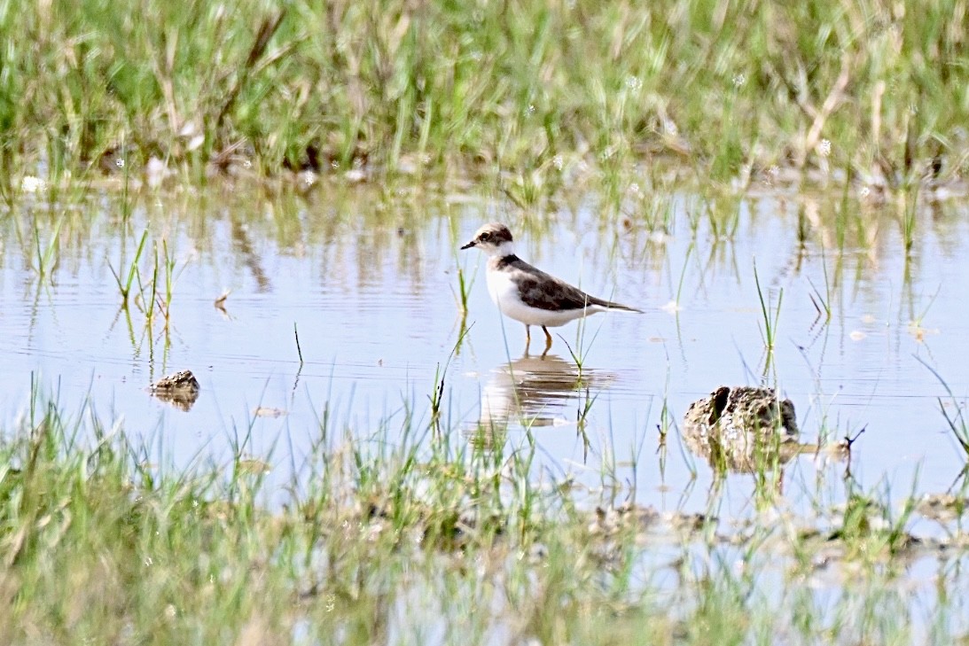 Little Ringed Plover - ML641397886
