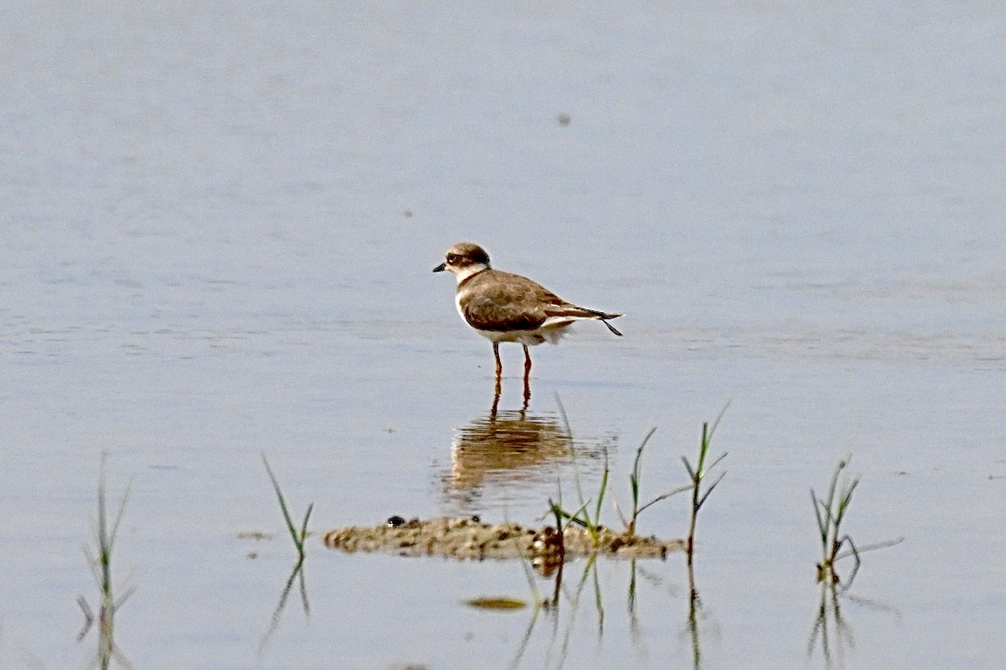 Little Ringed Plover - ML641397887