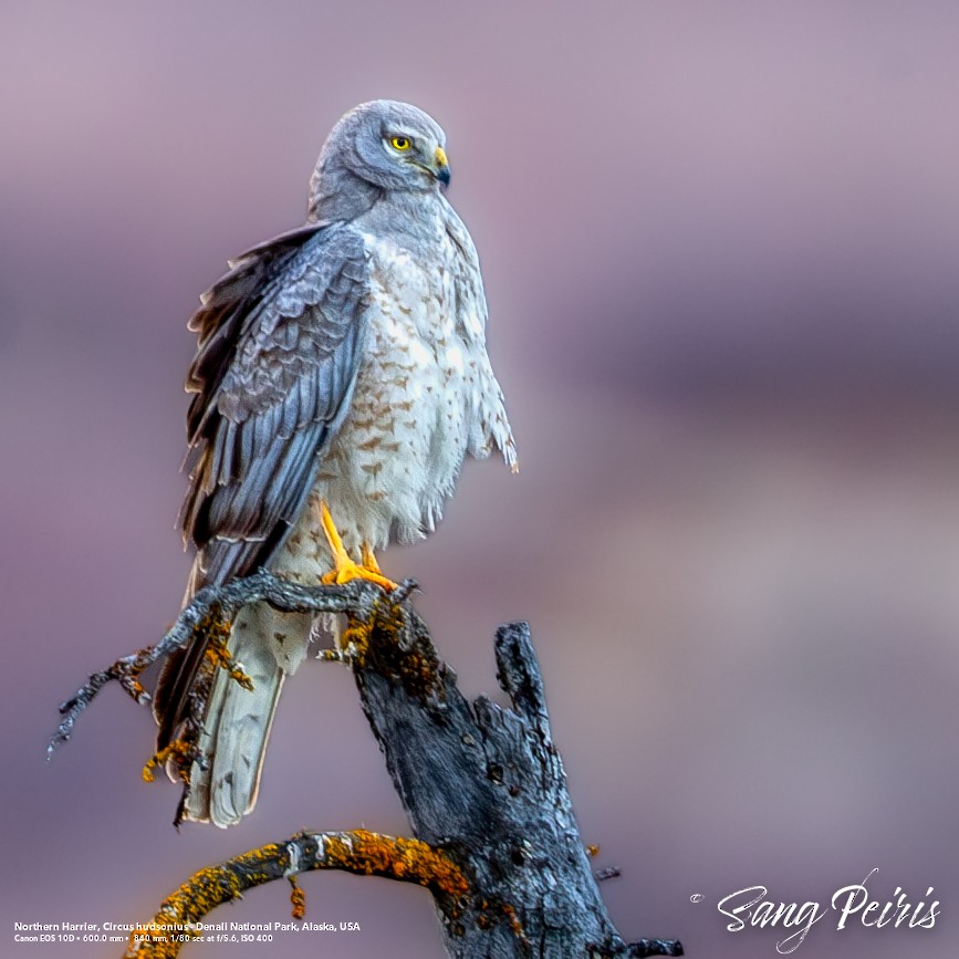 Northern Harrier - ML641397913