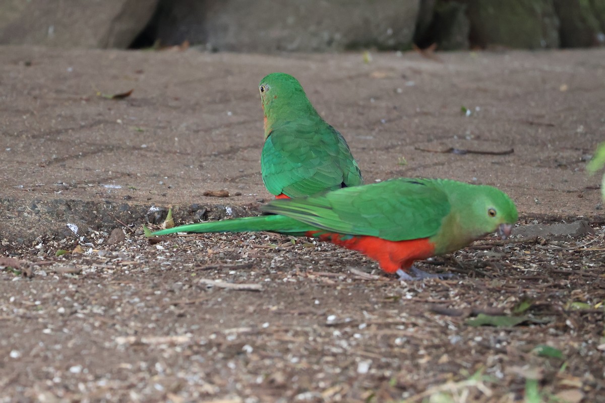 Australian King-Parrot - ML641397917