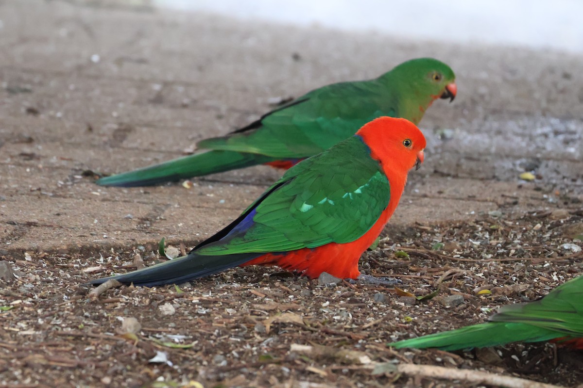 Australian King-Parrot - ML641397919